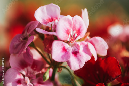 Close up image of bright pink geranium macro image photo