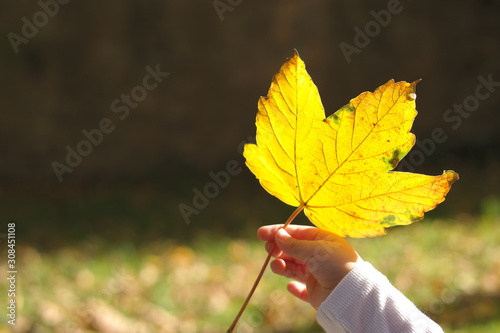 A yellow sycamore leaf in the hand of a child in autumn