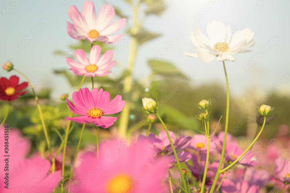 Beautiful Pink and White Cosmos flowers or daisy under sunlight in garden with blue sky background in Vintage color tone style or pastel retro, selective focus. Daisy under sunlight morning.