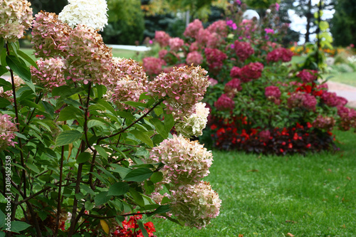 Fototapeta Naklejka Na Ścianę i Meble -  Bushes of a hydrangea paniculata during flowering are a garden ornament.