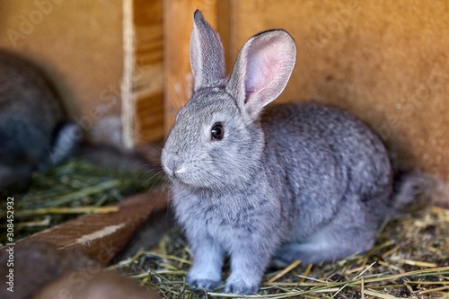Portrait of silver rabbit