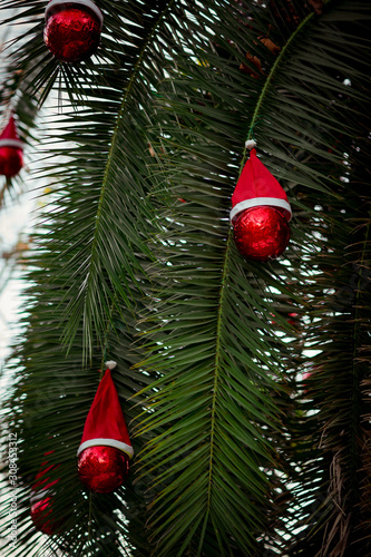 palm tree with Christmas toys, growing in the Park, decorated with Christmas decor, red scarves,and Santa Claus hats © khanfus