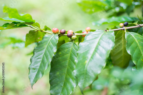 Coffee beans on coffee tree, branch of a coffee tree with ripe fruits.