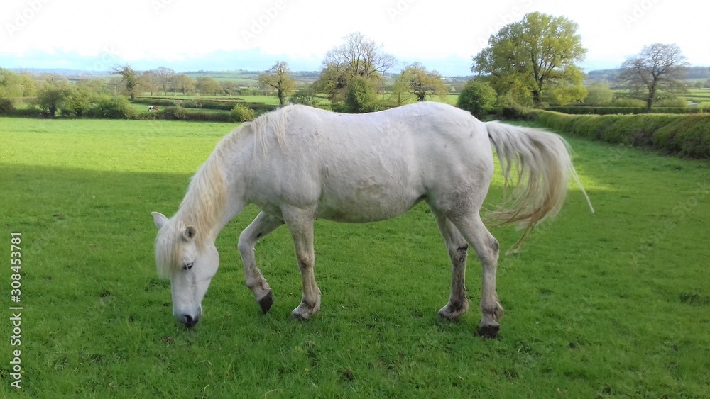 countryside scens and wildlife and farm animals countryside scens and wildlife and farm animals