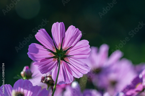 Beautiful pink cosmos flower blooming in a garden.