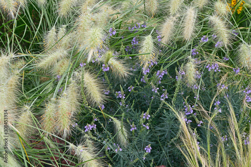 Garden flower border with ornamental grass Pennisetum villosum