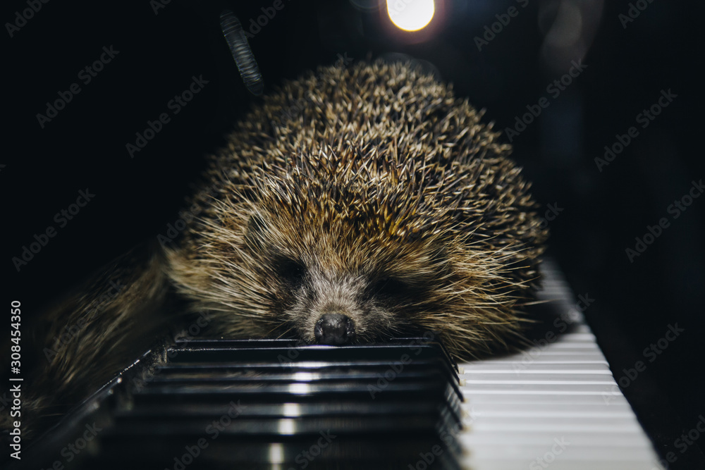 A beautiful little gray hedgehog sits on the piano keys. Piano playing.  Music school, education concept, beginning of the year, creativity. Musical  instrument, classical, melody. Muzzle close-up. Stock Photo | Adobe Stock