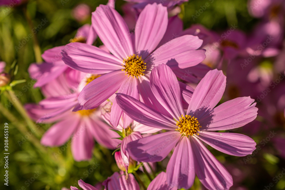 Beautiful pink cosmos flower blooming in a garden. Beautiful pink cosmos flower blooming in a garden.