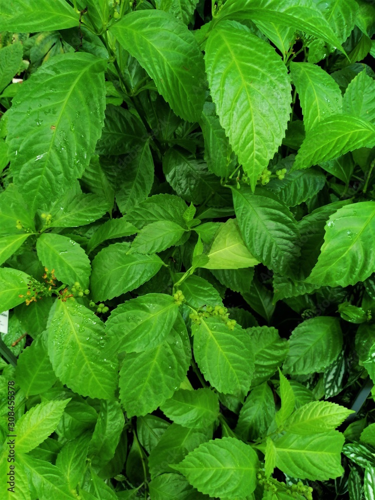 Background of Green Leaves