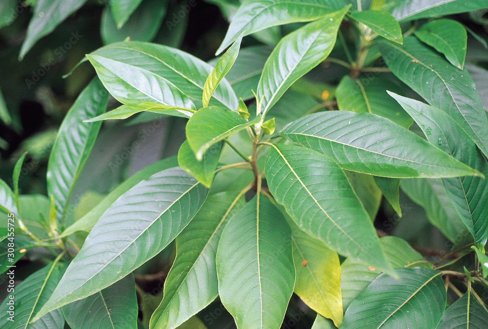 Justicia Adathoda. Family: Acanthaceae. A shrub with white flowers. Its leaves are a well known remedy for cough and congestion. Justicia Adathoda. Family: Acanthaceae. A shrub with white flowers. Its leaves are a well known remedy for cough and congestion.