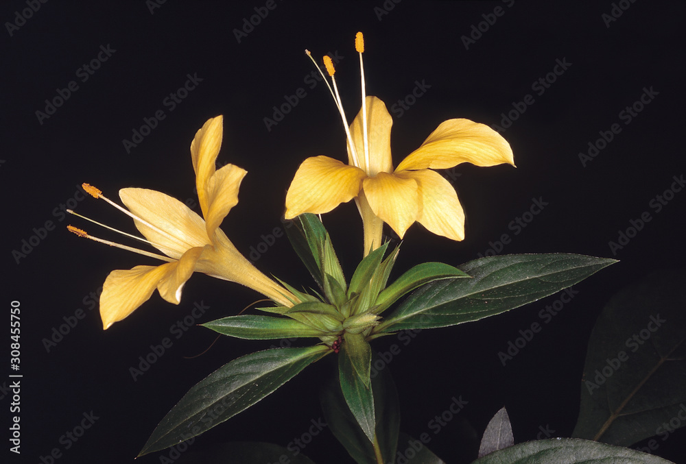 Naklejka premium Barleria Prionitis. Family: Acanthaceae. A shrub with extremely sharp and pointed bracts.