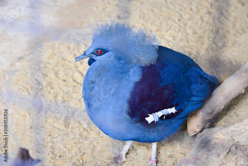 Chai nat Thailand December 26 2019 see birds at Chai NAT Bird Park is a place of chainat province. Bird cage is the biggest in Asia, covering an area of 26 hectares and contains various species birds. photo