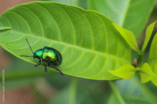 Obraz na plátne Green beetle (Iphimeis dives) walking on a leaf.
