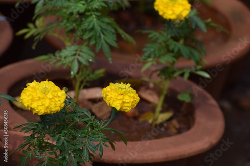  flowers in the garden