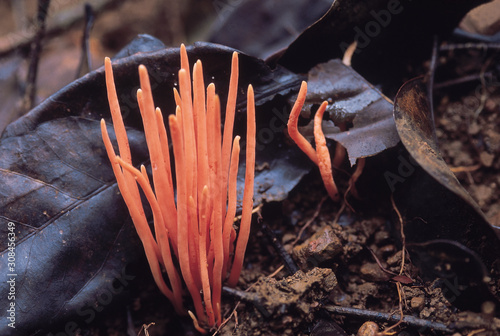 Orange Noodle fungus. Class: Homobasidiomycetes. Series: Hymenomycetes. Order: Aphyllophorales.  This fungus is about 3 cm in height. photo