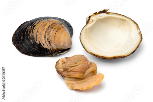 Single fresh cooked spisula solida or surf clam photo