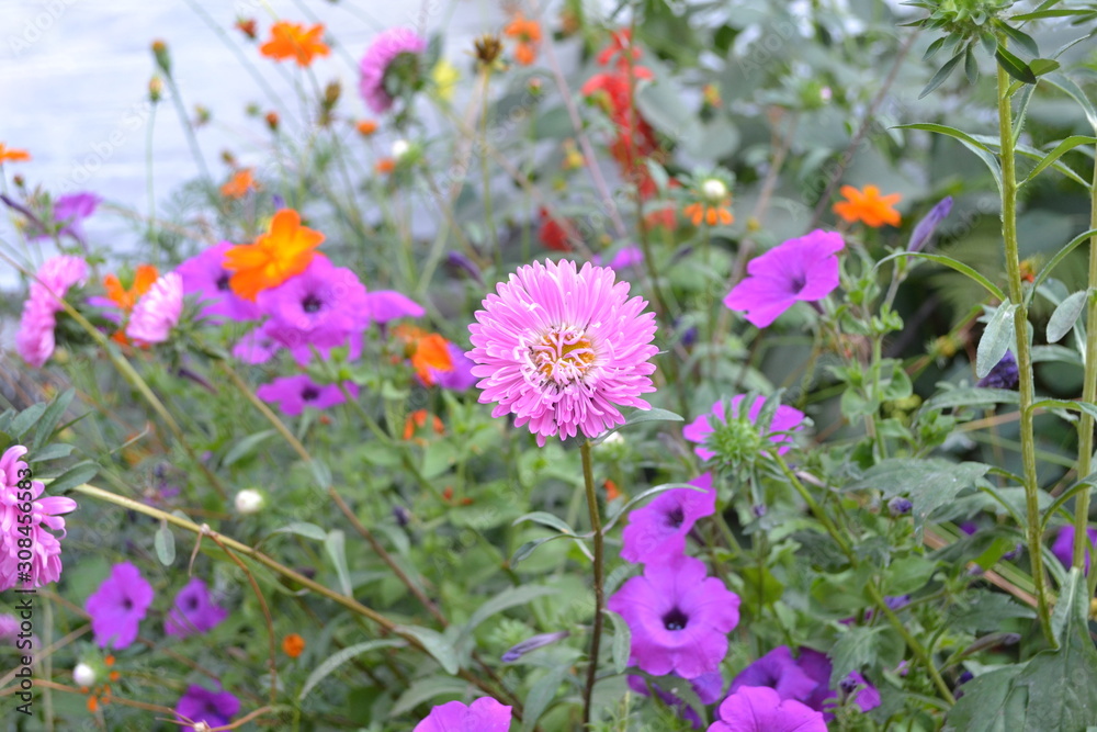 Autumn garden, home flower bed. Beautiful blooming asters of pink and white flowers. Green leaves. Autumn