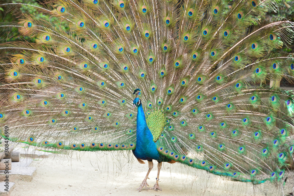 孔雀インド孔雀求愛stock Photo Adobe Stock