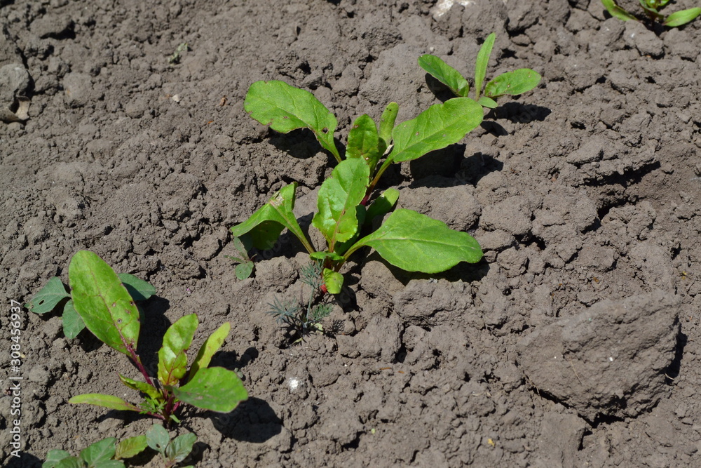 Young green sprouts on on black ground. Delicate little leaves. Sprouted beet seeds. Shoots of red beet. Nice landscape. Leaves close up Young green sprouts on on black ground. Delicate little leaves. Sprouted beet seeds. Shoots of red beet. Nice landscape. Leaves close up