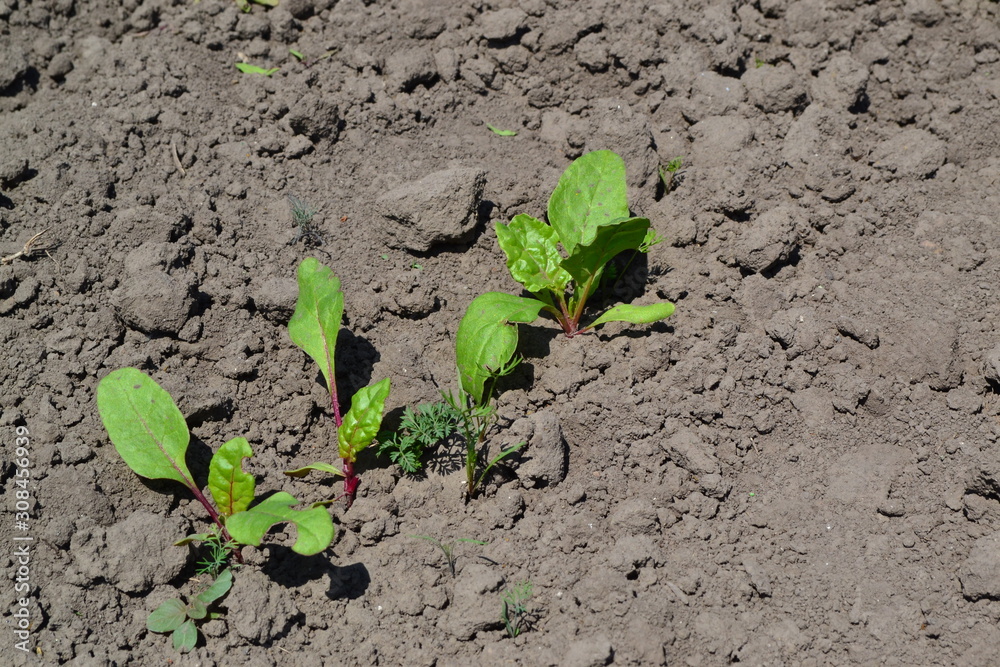 Young green sprouts on on black ground. Delicate little leaves. Sprouted beet seeds. Shoots of red beet. Leaves Young green sprouts on on black ground. Delicate little leaves. Sprouted beet seeds. Shoots of red beet. Leaves