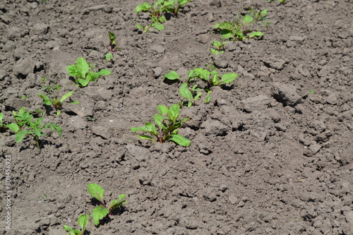 Young green sprouts on on black ground. Delicate little leaves. Sprouted beet seeds. Shoots of red beet. Landscape. Leaves
