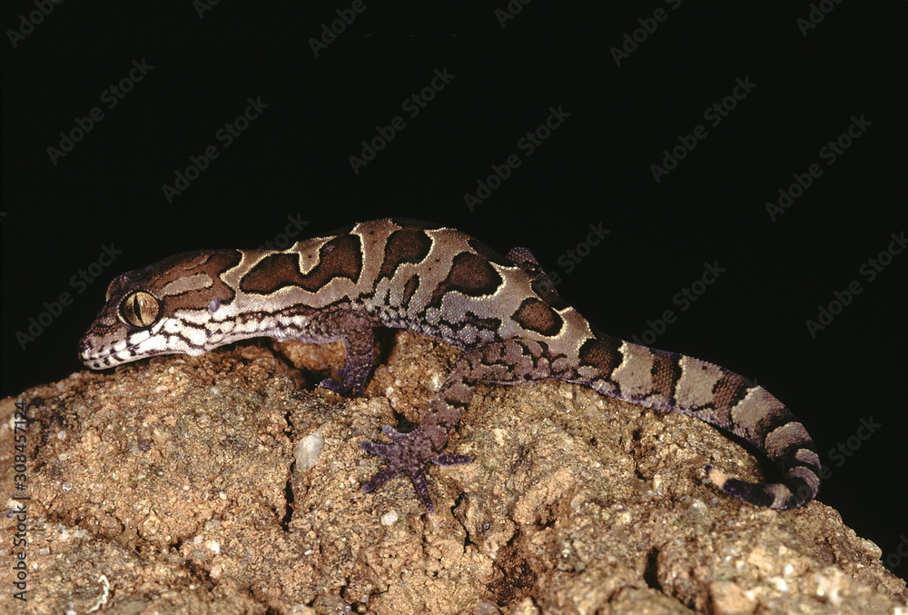 Blotched gecko. Geckoella Nebulosa. A ground dwelling gecko found in central India.