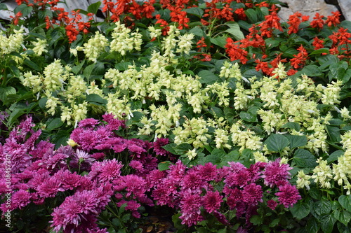  flowers in the garden