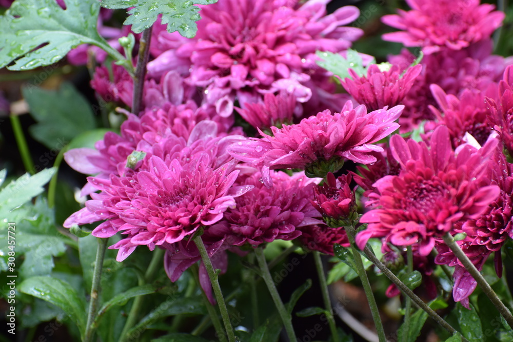 flowers in the garden flowers in the garden