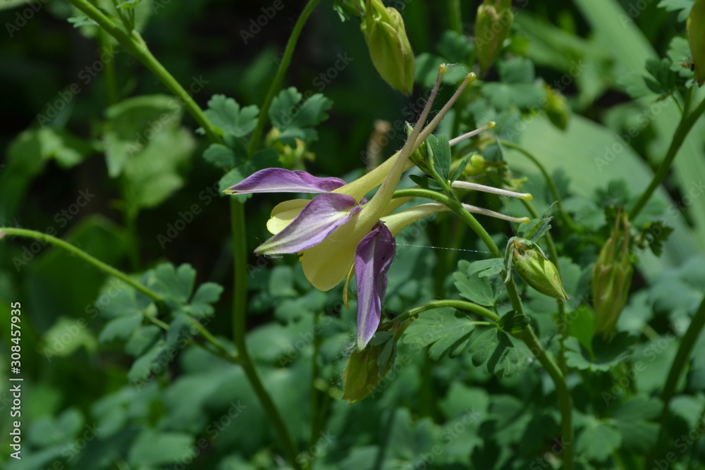 Nice spring day. Flower garden, home flower bed. Beautiful. Green bushes. Aquilégia, grassy perennial plants (Ranunculaceae). Yellow inflorescences Nice spring day. Flower garden, home flower bed. Beautiful. Green bushes. Aquilégia, grassy perennial plants (Ranunculaceae). Yellow inflorescences