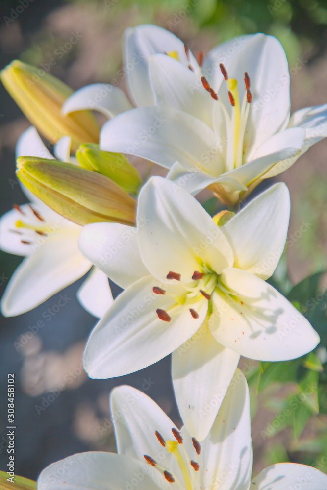 Fototapeta premium lily of the valley