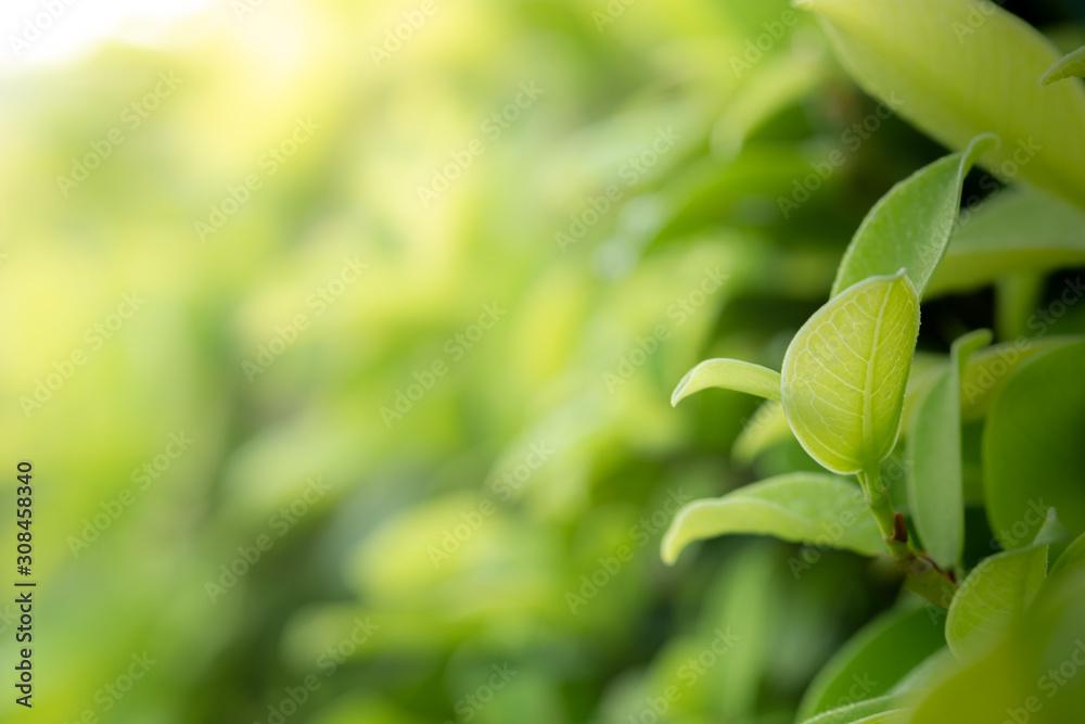 Closeup beautiful view of nature green leaves on blurred greenery tree background with sunlight in public garden park. It is landscape ecology and copy space for wallpaper and backdrop.