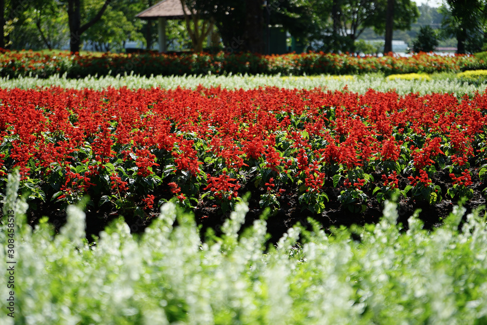 Flowers garden public park background in sunny day