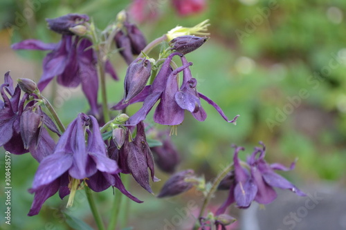 Garden Bell Aquil  gia  grassy perennial plants  Ranunculaceae . Beautiful flowers. Blue  purple inflorescences. Cute plants. Horizontal photo