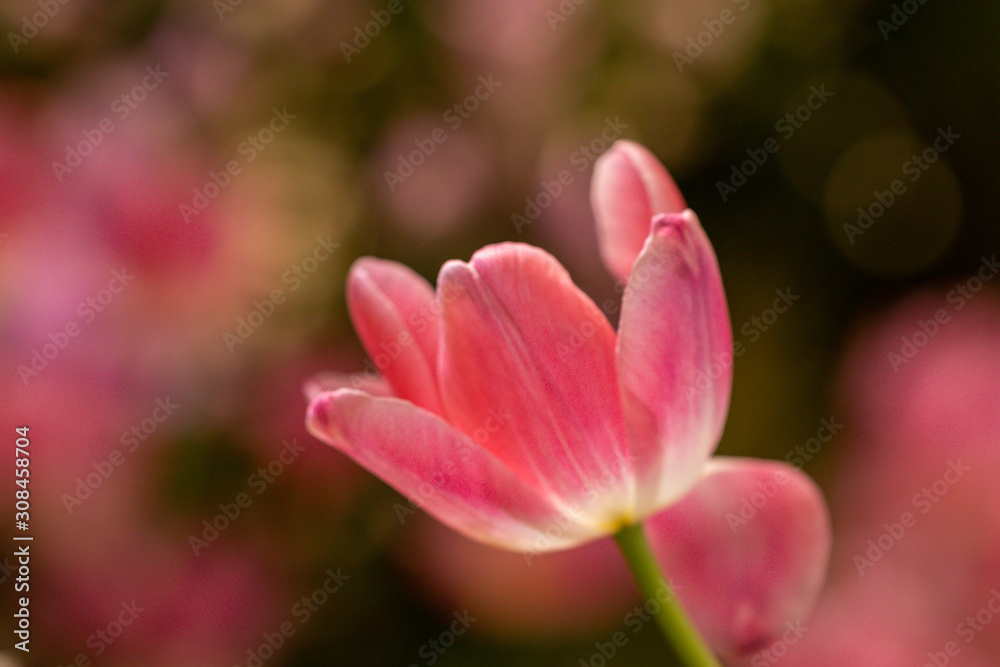 Blurred beautiful a rose pink tulip flower in nature background.Flowers soft blur colors sweet tone background.
