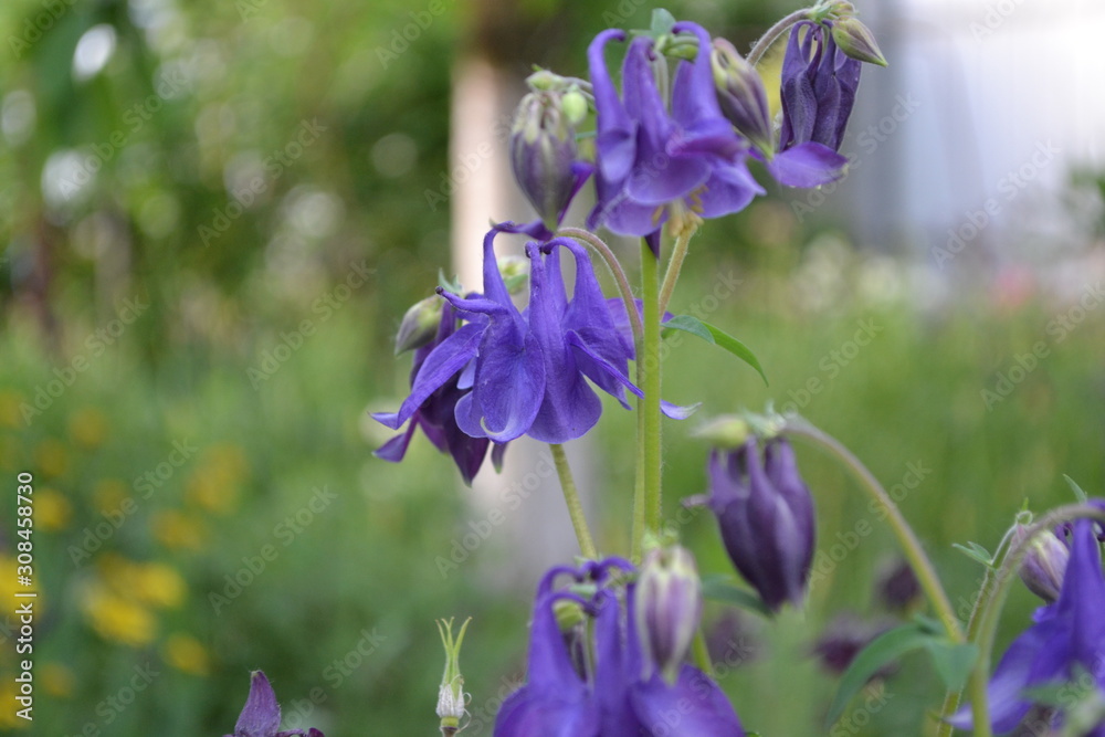 Beautiful flowers. Aquilégia, grassy perennial plants (Ranunculaceae). Blue, purple. Horizontal