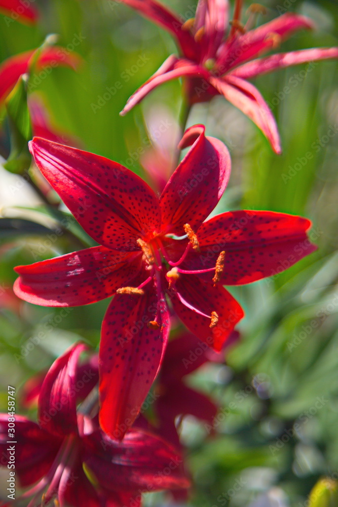 red flower in garden