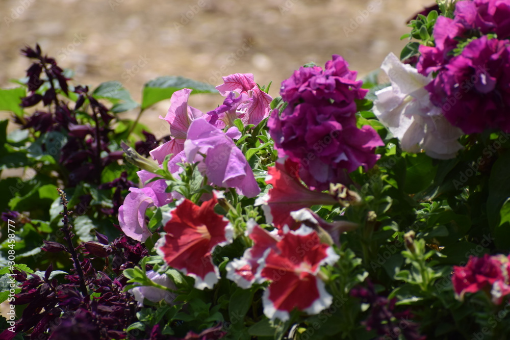 Fototapeta premium flowers in the garden