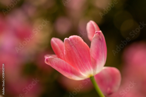 Blurred beautiful a rose pink tulip flower in nature background.Flowers soft blur colors sweet tone background.