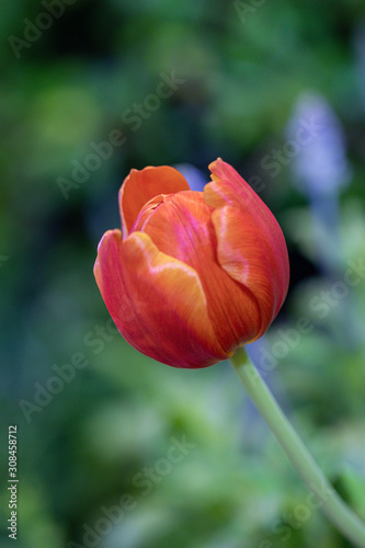 Blurred close up beautiful orange tulip flower in nature background.Selctive focus Princess Irene tulip flower.