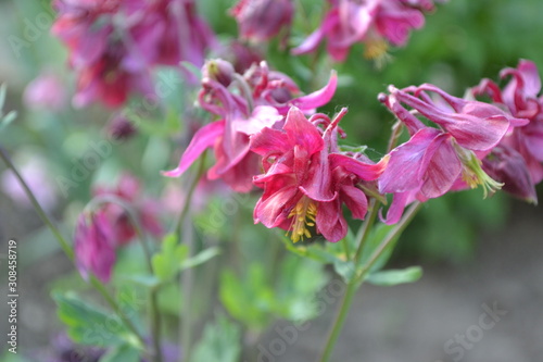 Aquil  gia  grassy perennial plants Ranunculaceae . Pink