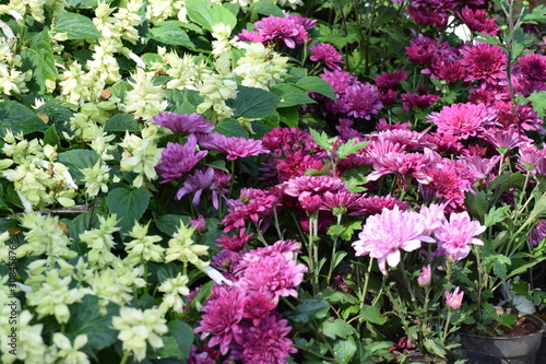 flowers in the garden