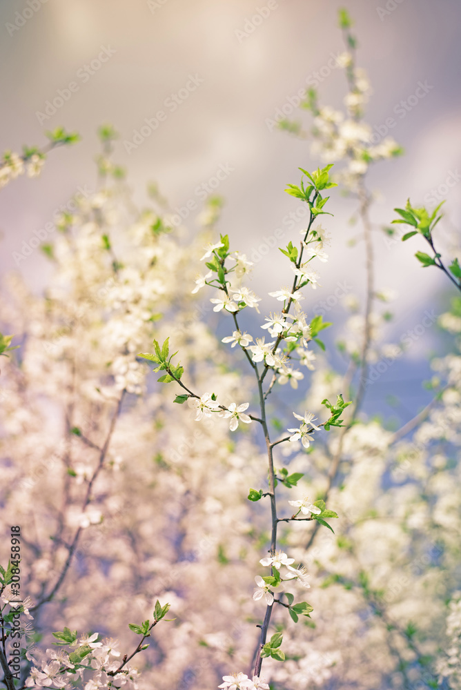 Vintage photo of white cherry tree beautiful flower in springtime.