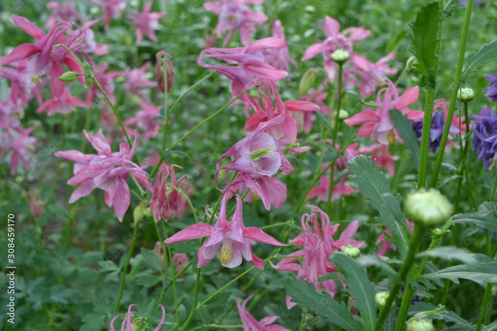 Cute garden plants. Flower garden, bed. Beautiful flowers. Aquilégia, grassy perennial plants(Ranunculaceae). Pink inflorescences