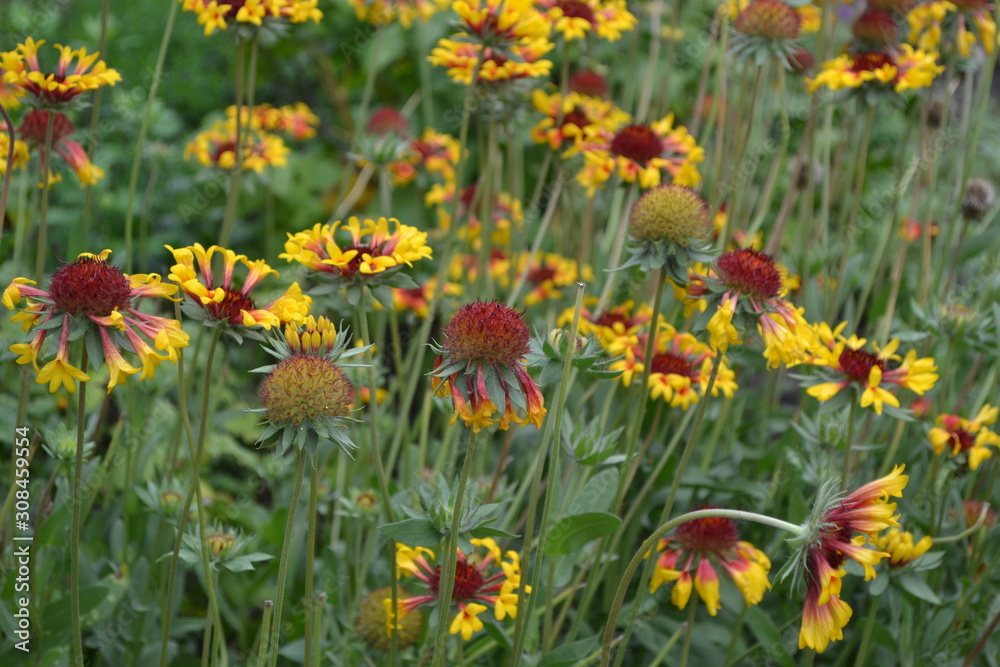 Beautiful summer flowers. Flower garden, home flower bed. Sunny day. Green bushes, branches. Gaillardia. G. hybrida Fanfare. Unusual. Flowerbed with flowers. Bright yellow flowers