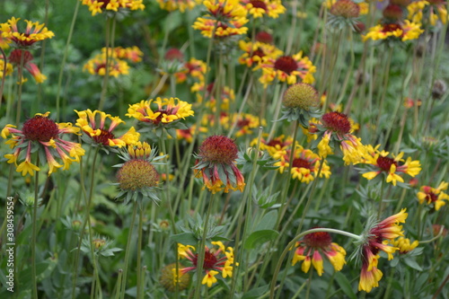 Beautiful summer flowers. Flower garden  home flower bed. Sunny day. Green bushes  branches. Gaillardia. G. hybrida Fanfare. Unusual. Flowerbed with flowers. Bright yellow flowers