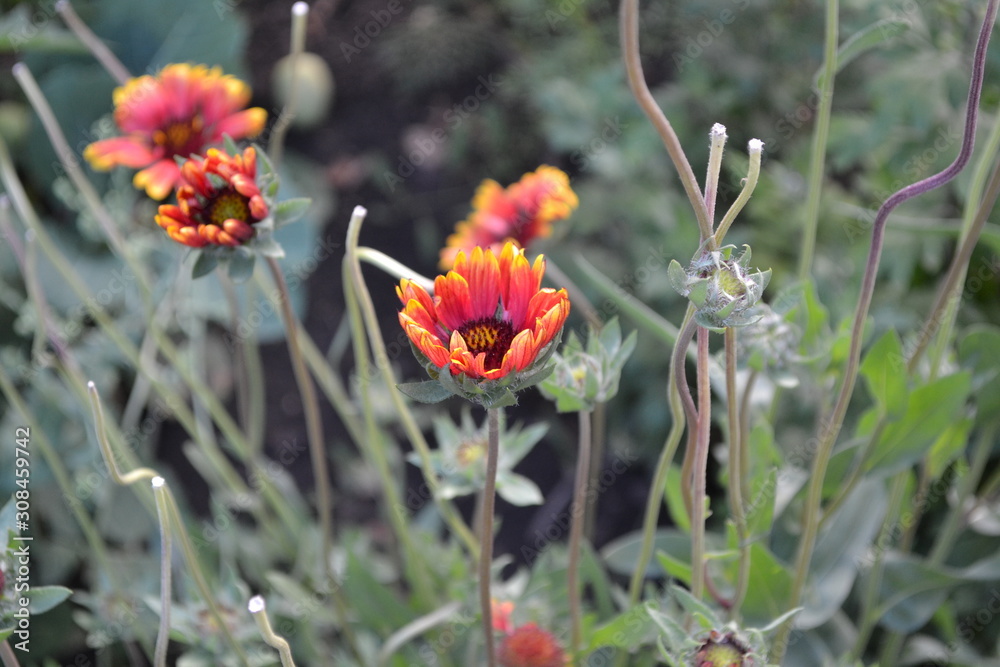Flower garden, home flower bed. Beautiful summer flowers. Sunny. Green bushes, branches. Gaillardia. G. hybrida Fanfare. Unusual petals. Flowerbed. Bright yellow flowers Flower garden, home flower bed. Beautiful summer flowers. Sunny. Green bushes, branches. Gaillardia. G. hybrida Fanfare. Unusual petals. Flowerbed. Bright yellow flowers