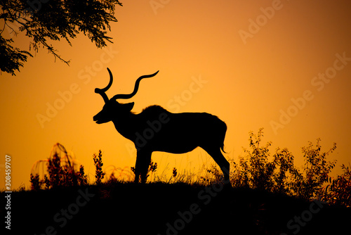 Kudu bull dark silhouette at sunset time. African antelope with typical twisted horns © pyty