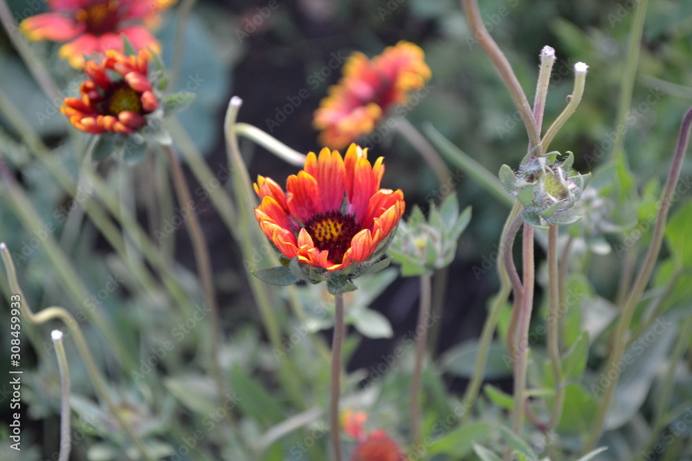 Flower garden, home flower bed. Beautiful summer flowers. Sunny day. Green bushes, branches. Gaillardia. G. hybrida Fanfare. Unusual petals. Flowerbed. Bright yellow flowers Flower garden, home flower bed. Beautiful summer flowers. Sunny day. Green bushes, branches. Gaillardia. G. hybrida Fanfare. Unusual petals. Flowerbed. Bright yellow flowers