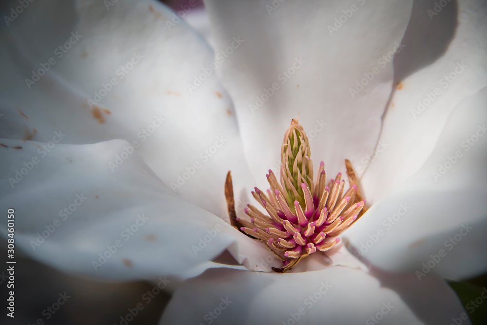 Fototapeta premium Colorful center of a white flower in the spring
