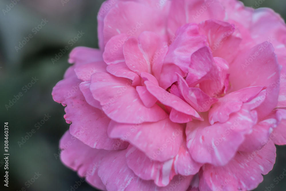 pink rose with water drops